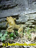/home//u458753944/public_html/sourcegallery//Roxborough Toad Detour/2013-2019/2013/2013-04-09/P1120073.JPG
